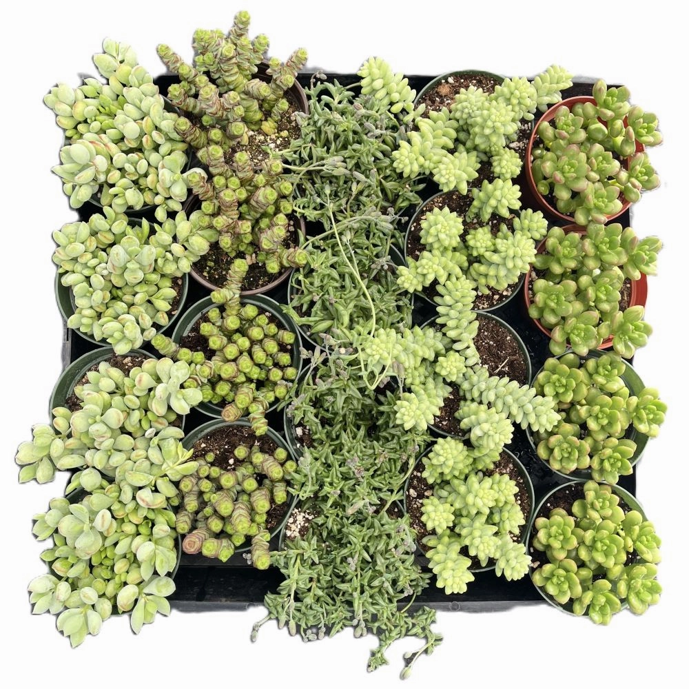 Assorted Succulents (5 Varieties) Bulk 20 Tray - 4in Pot