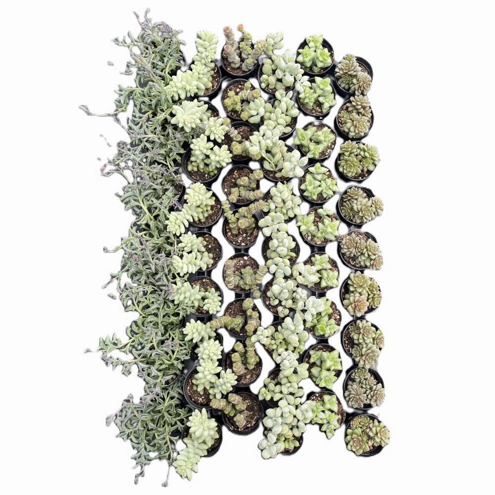 Assorted Succulents (6 Varieties) Bulk 54 Tray - 2in Pot
