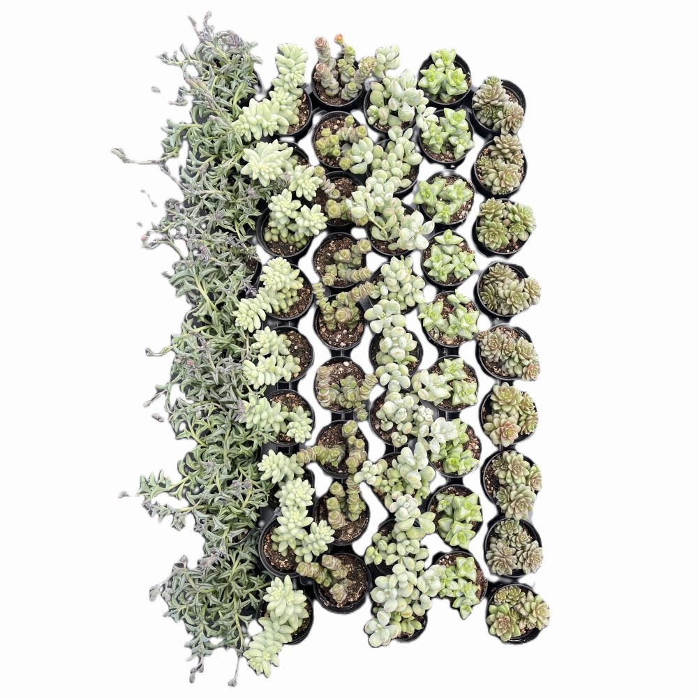 Assorted Succulents (6 Varieties) Bulk 54 Tray - 2in Pot