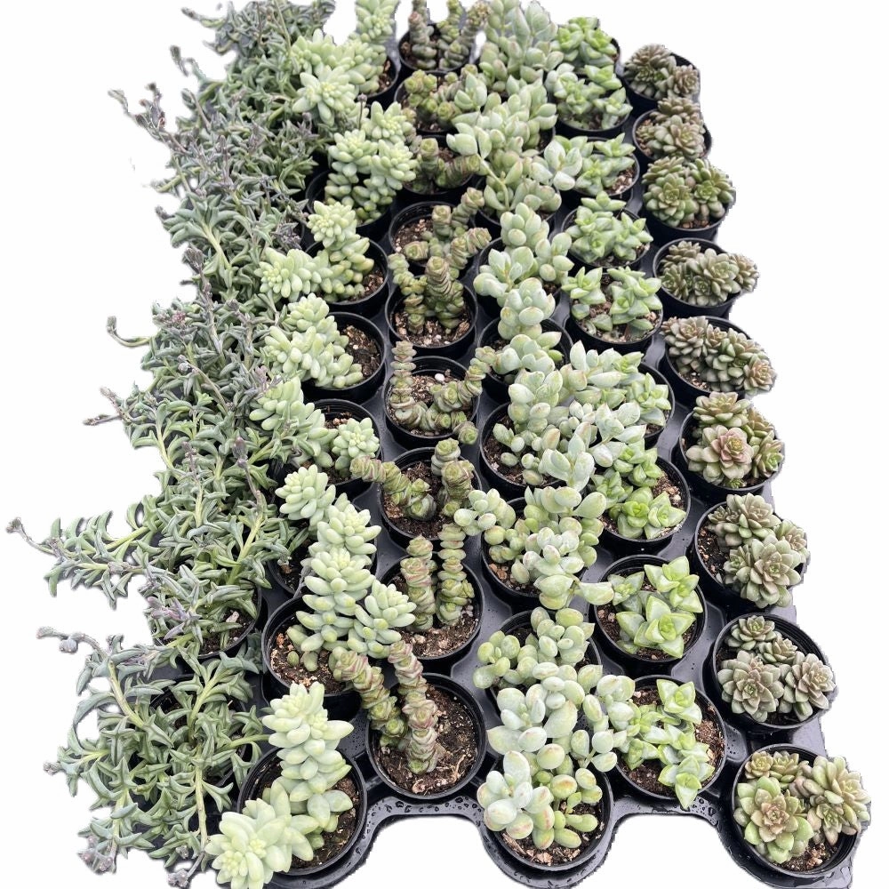 Assorted Succulents (6 Varieties) Bulk 54 Tray - 2in Pot mini ornamental plant  