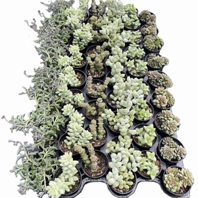 Assorted Succulents (6 Varieties) Bulk 54 Tray - 2in Pot mini ornamental plant  