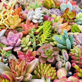 Assorted Varieties Live Succulent Cuttings mini ornamental plant  