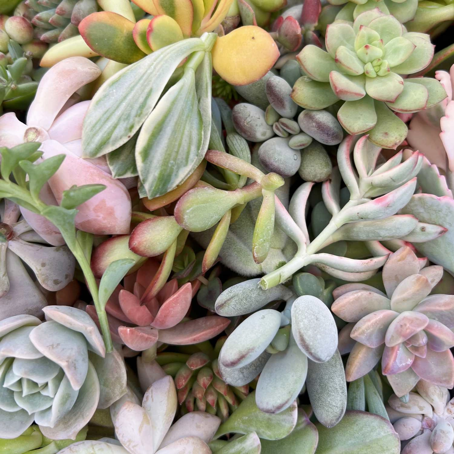 Assorted Varieties Live Succulent Cuttings