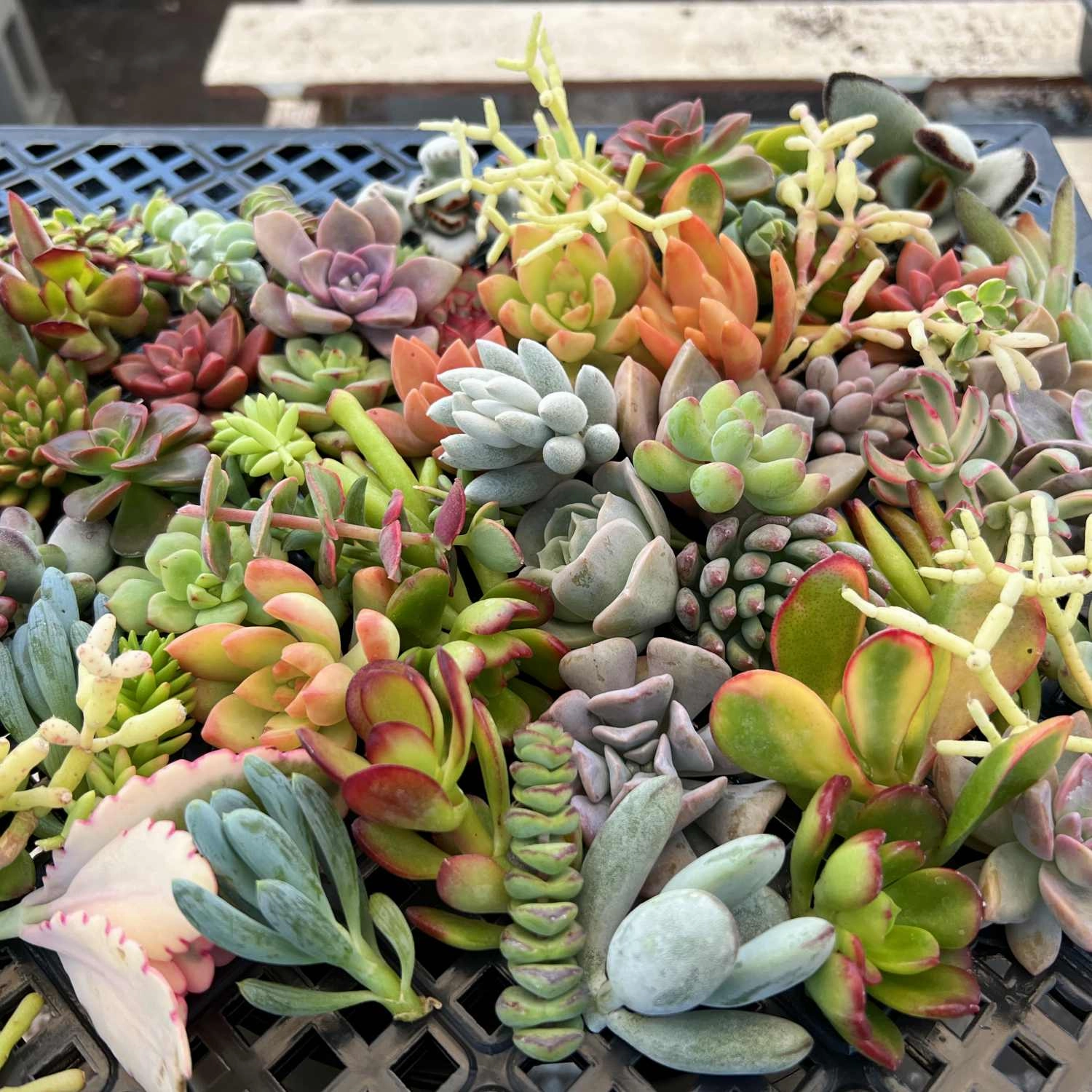 Assorted Varieties Live Succulent Cuttings