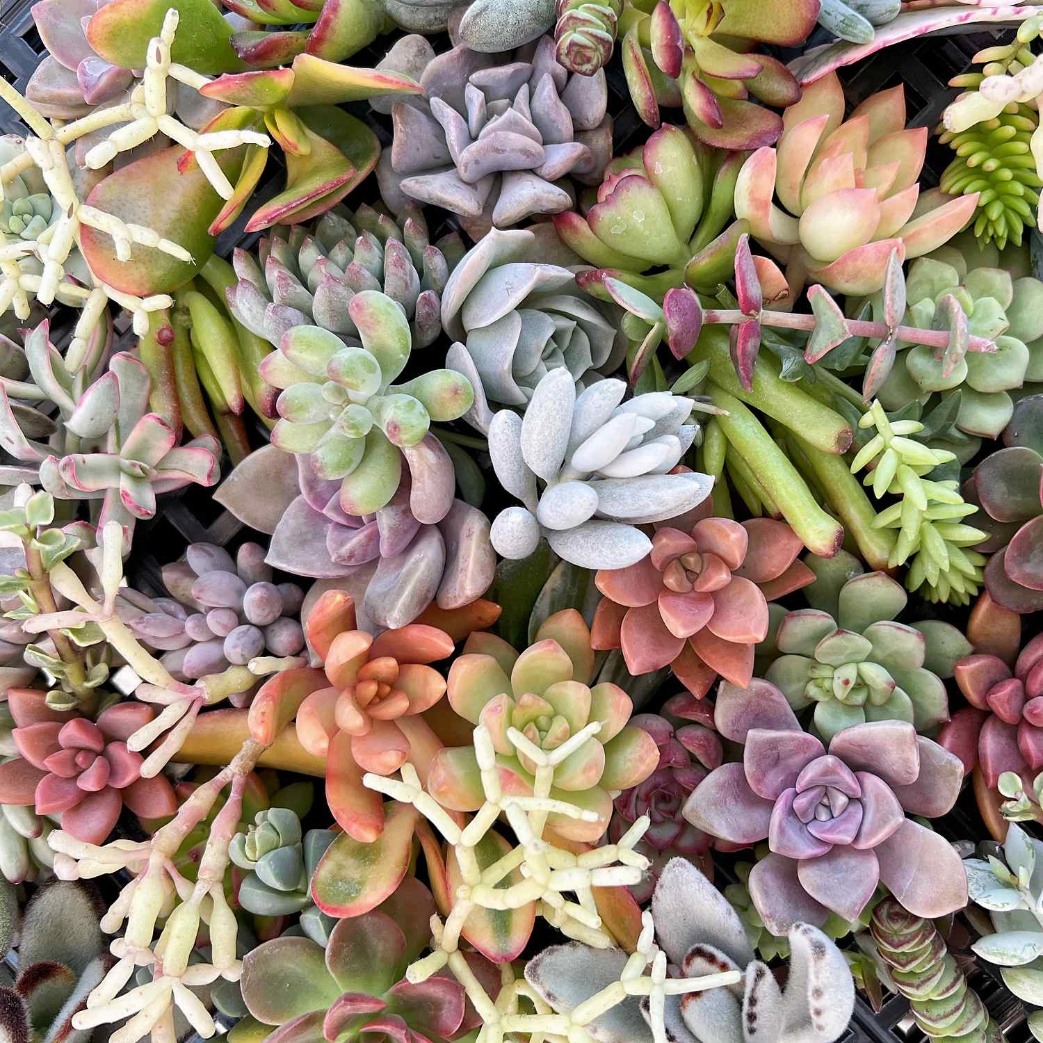 Assorted Varieties Live Succulent Cuttings