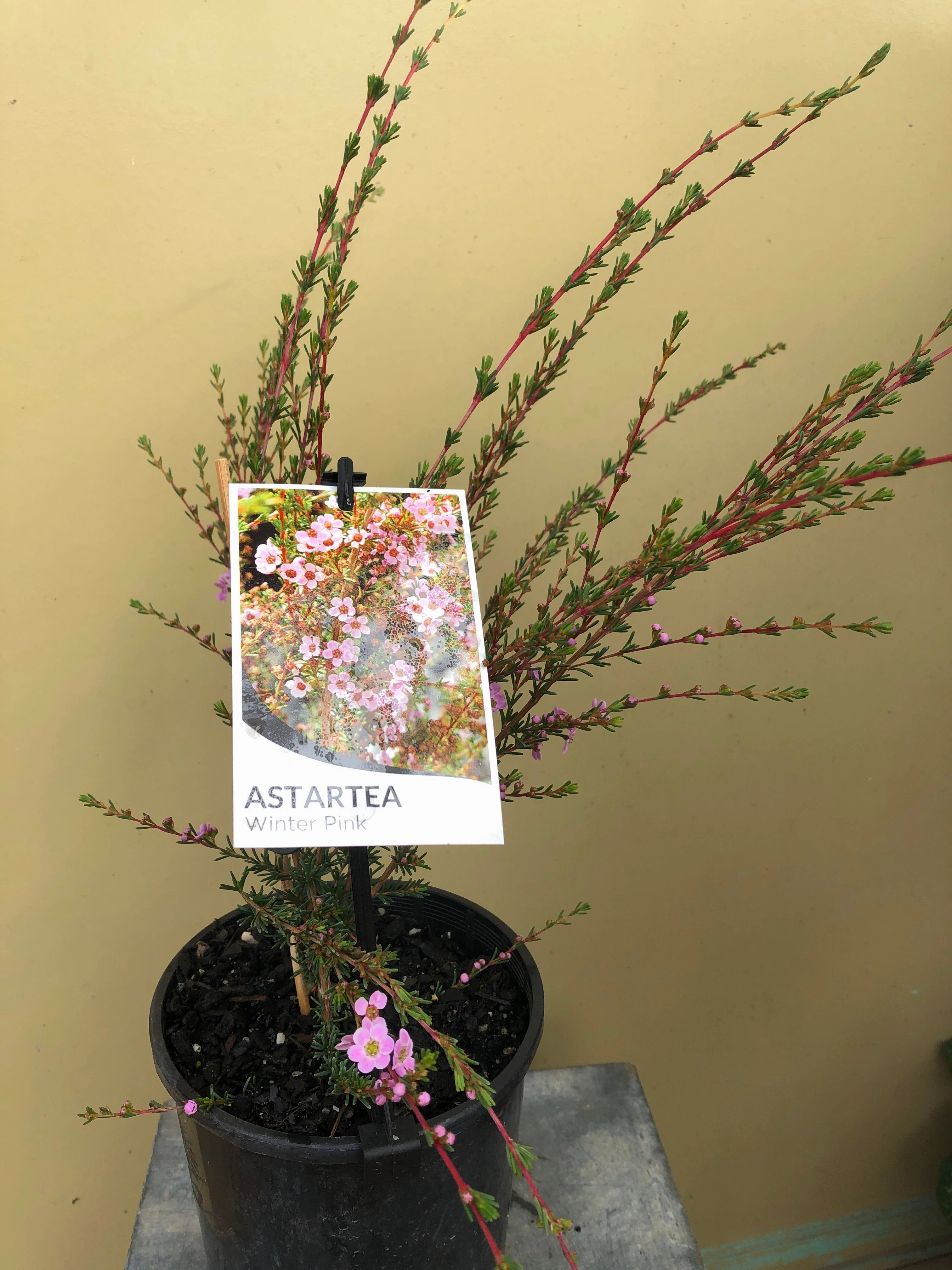Astartea Winter Pink