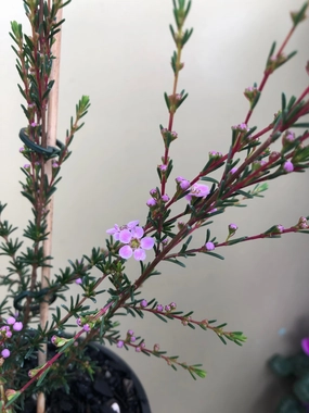Astartea Winter Pink small flower pot  