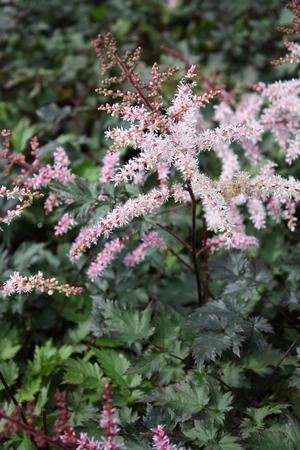Astilbe 'Delft Lace' #1