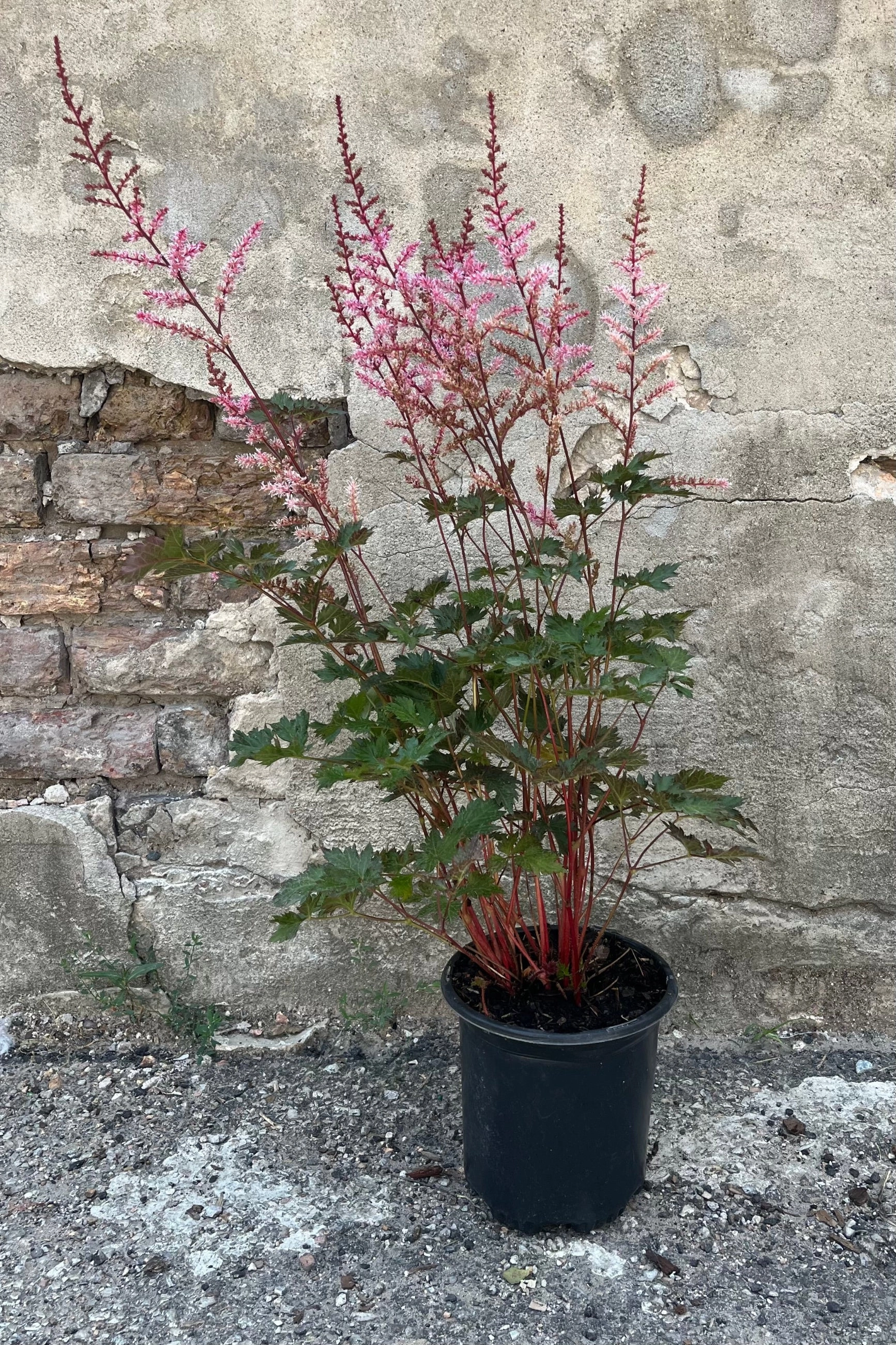 Astilbe 'Delft Lace' #1