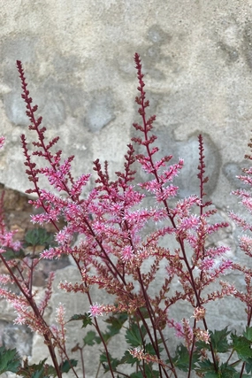 Astilbe 'Delft Lace' #1 decorative flowerpot  