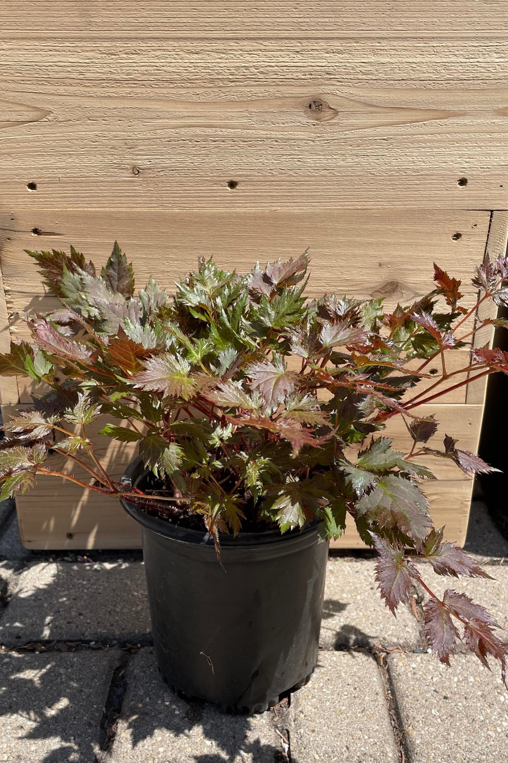 Astilbe 'Delft Lace' #1
