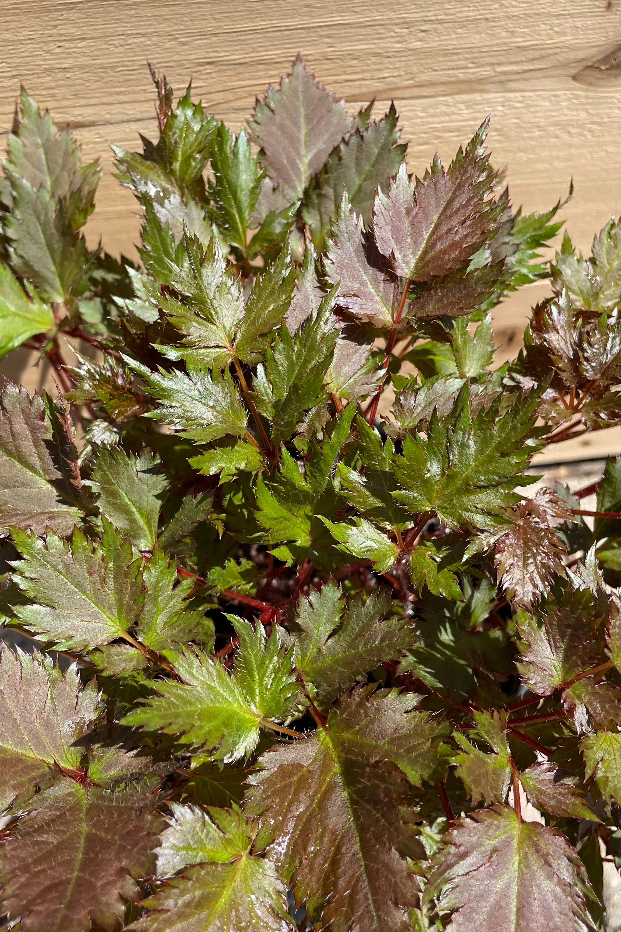 Astilbe 'Delft Lace' #1