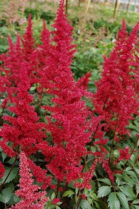 Astilbe a. 'Fanal' #1 decorative flowerpot  