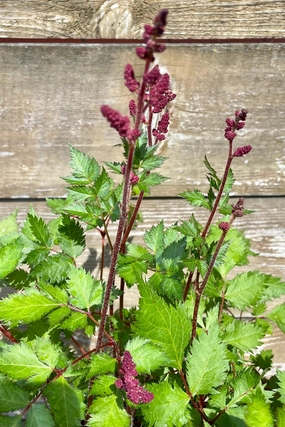Astilbe c. 'Vision in Red' #1 decorative flowerpot  