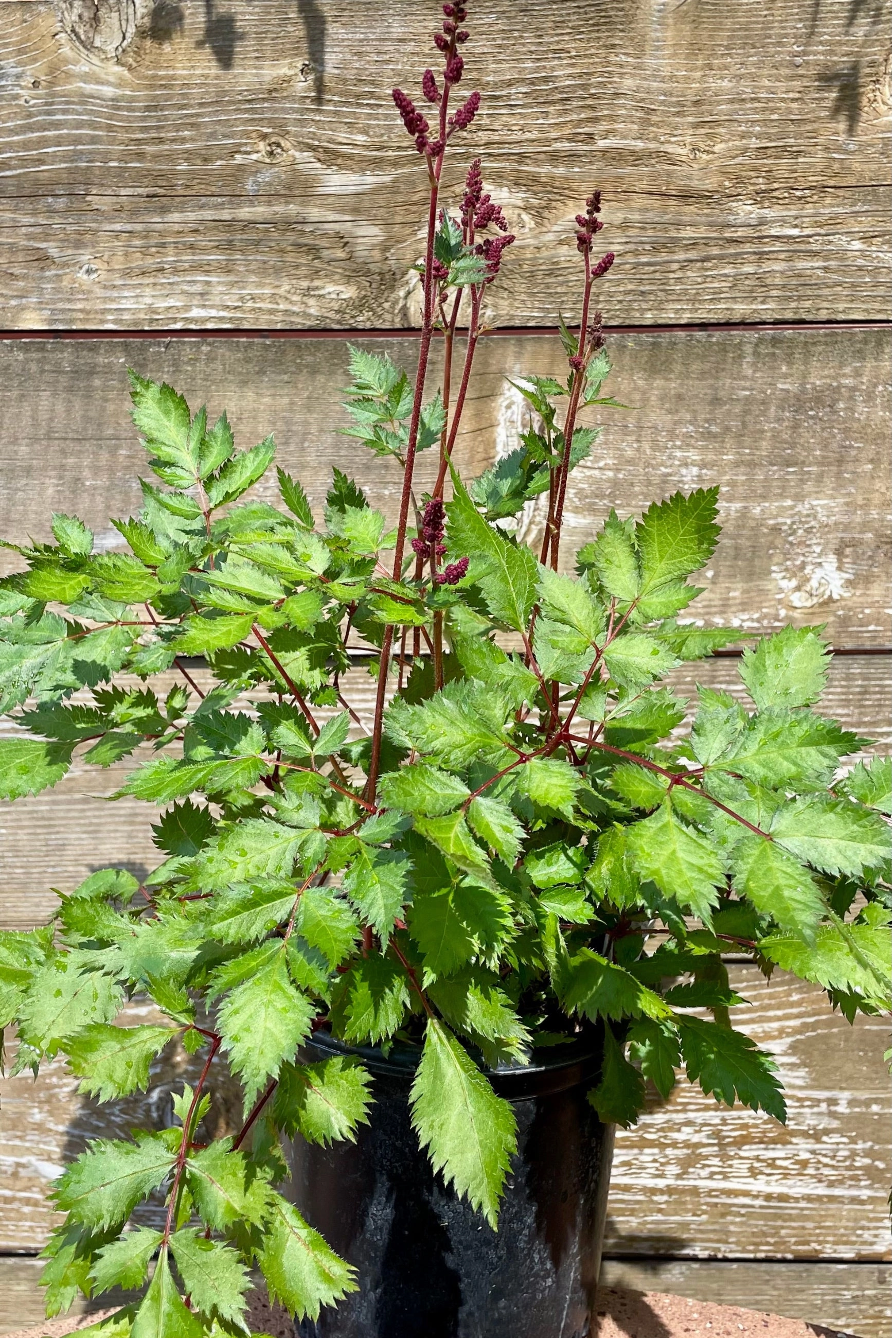 Astilbe c. 'Vision in Red' #1
