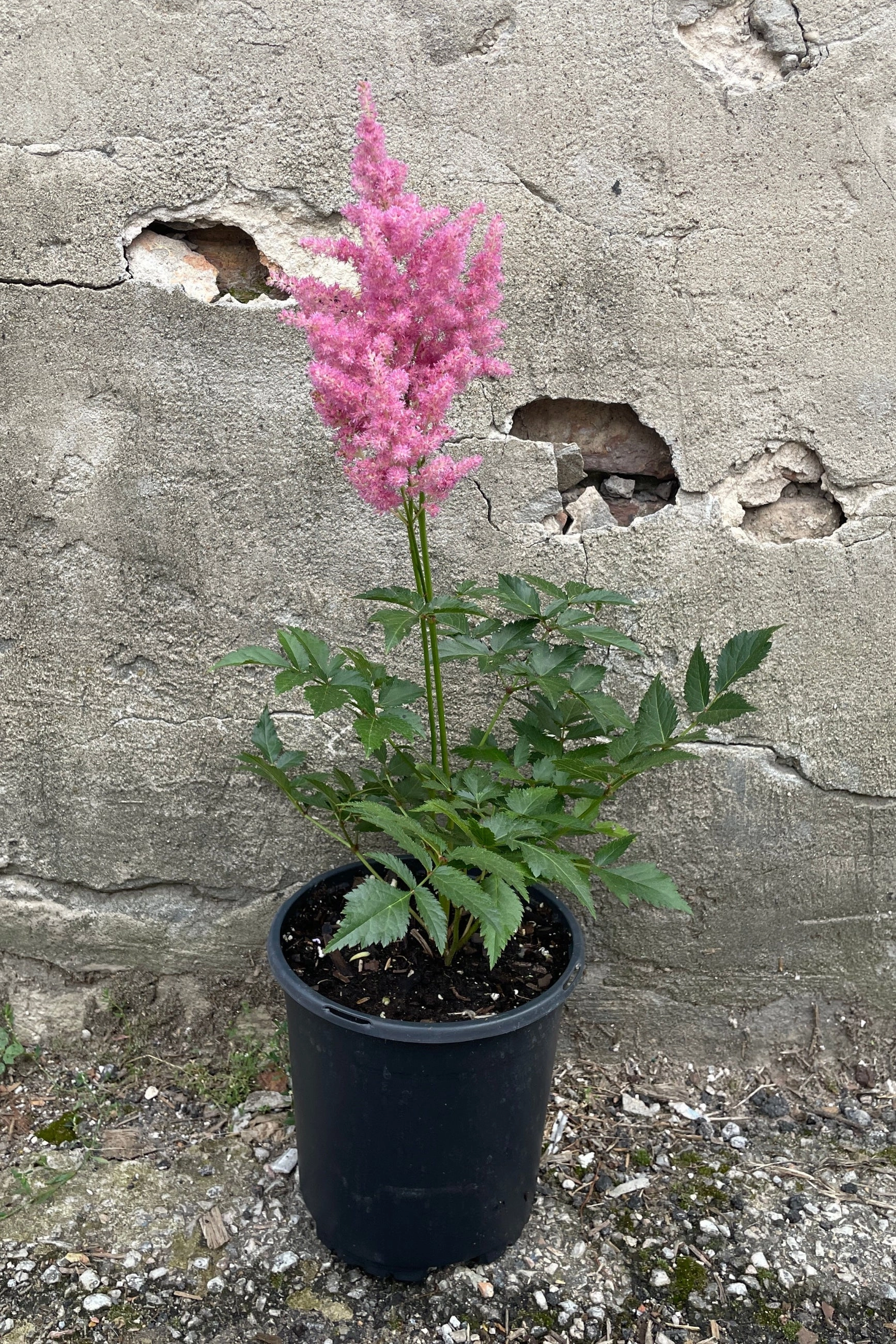 Astilbe japonica 'Rheinland' #1