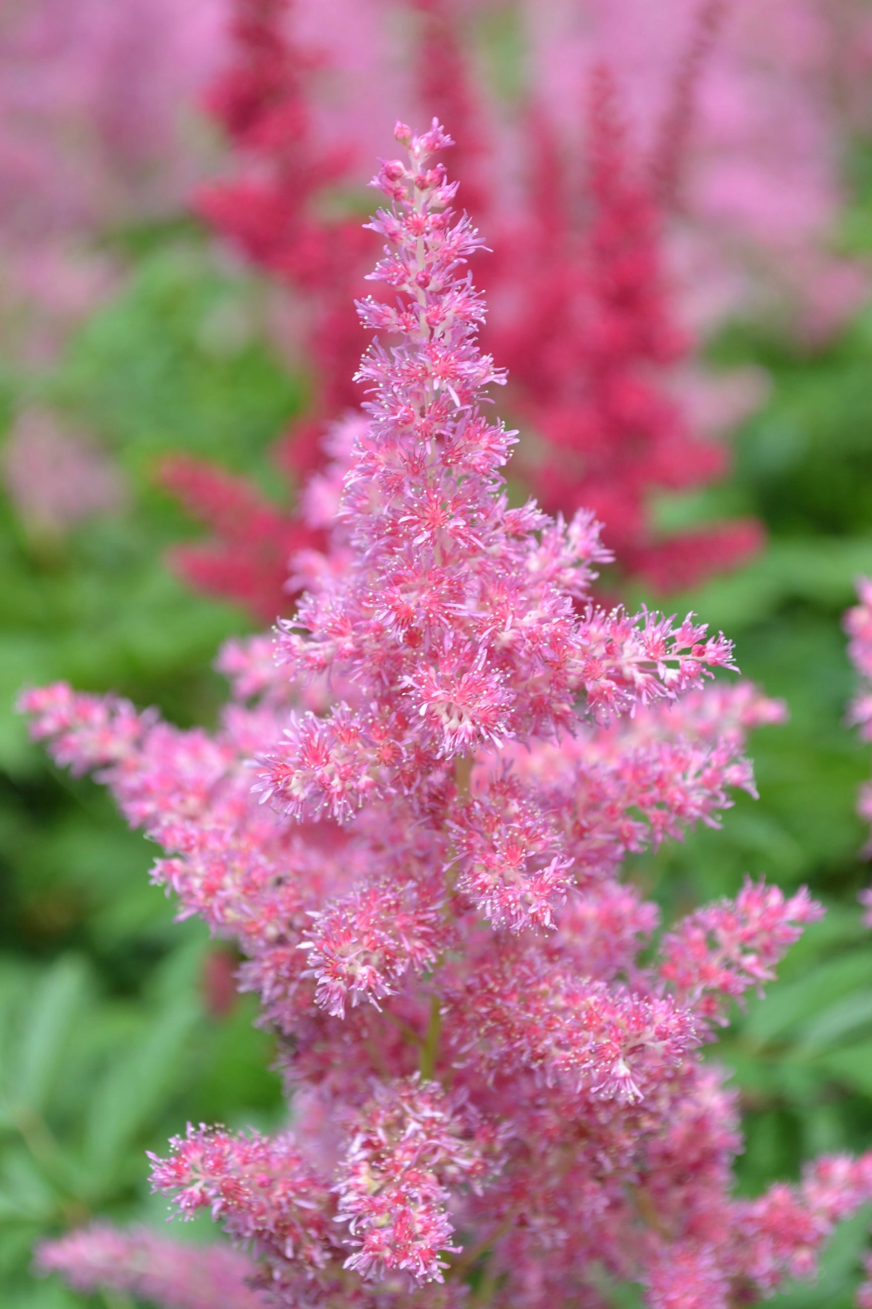Astilbe japonica 'Rheinland' #1