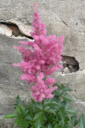 Astilbe japonica 'Rheinland' #1 decorative flowerpot  