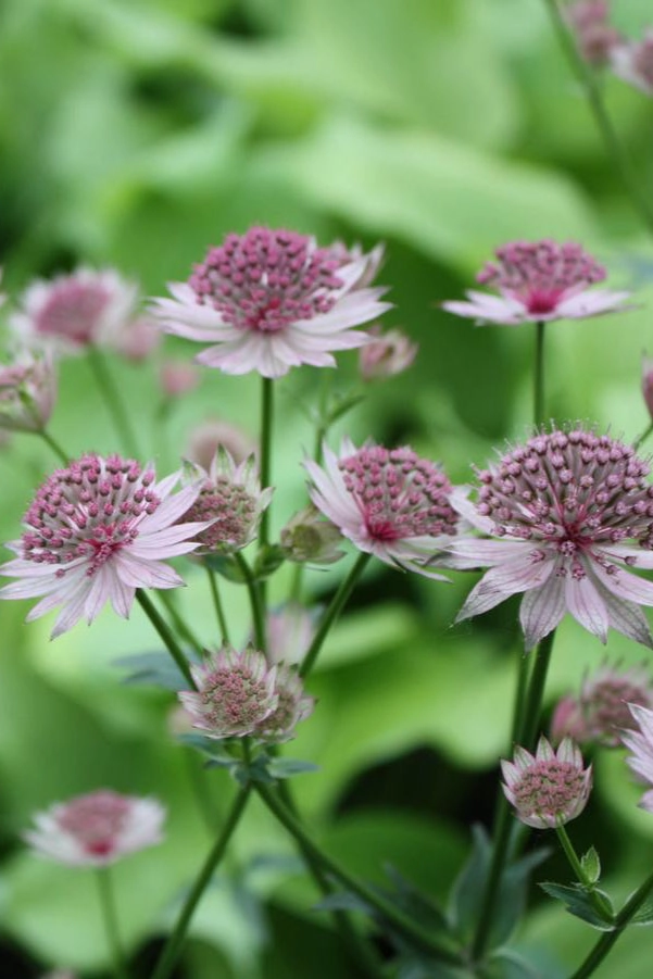Astrantia m. 'Roma' #1