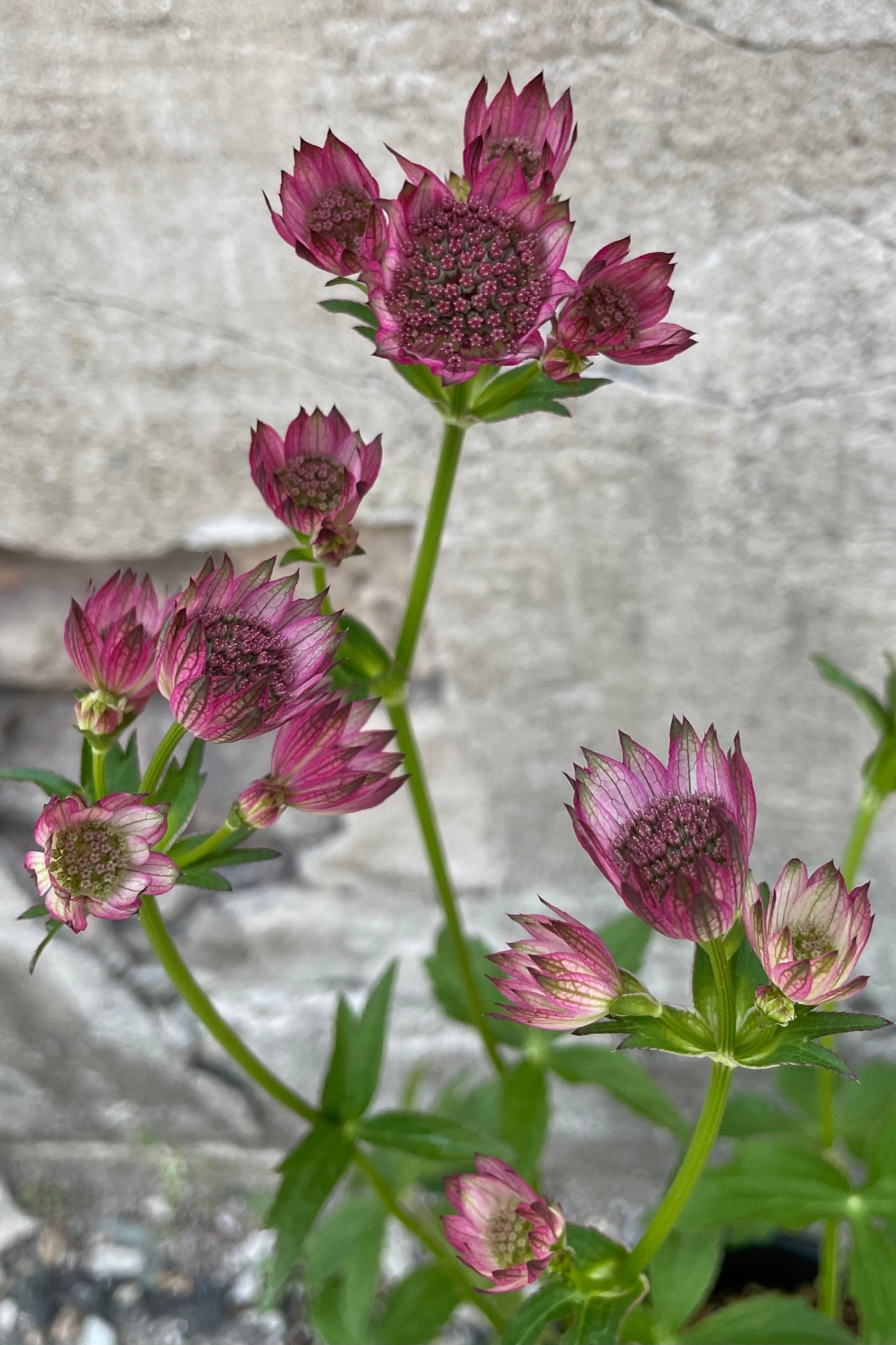 Astrantia m. 'Roma' #1 decorative flowerpot  