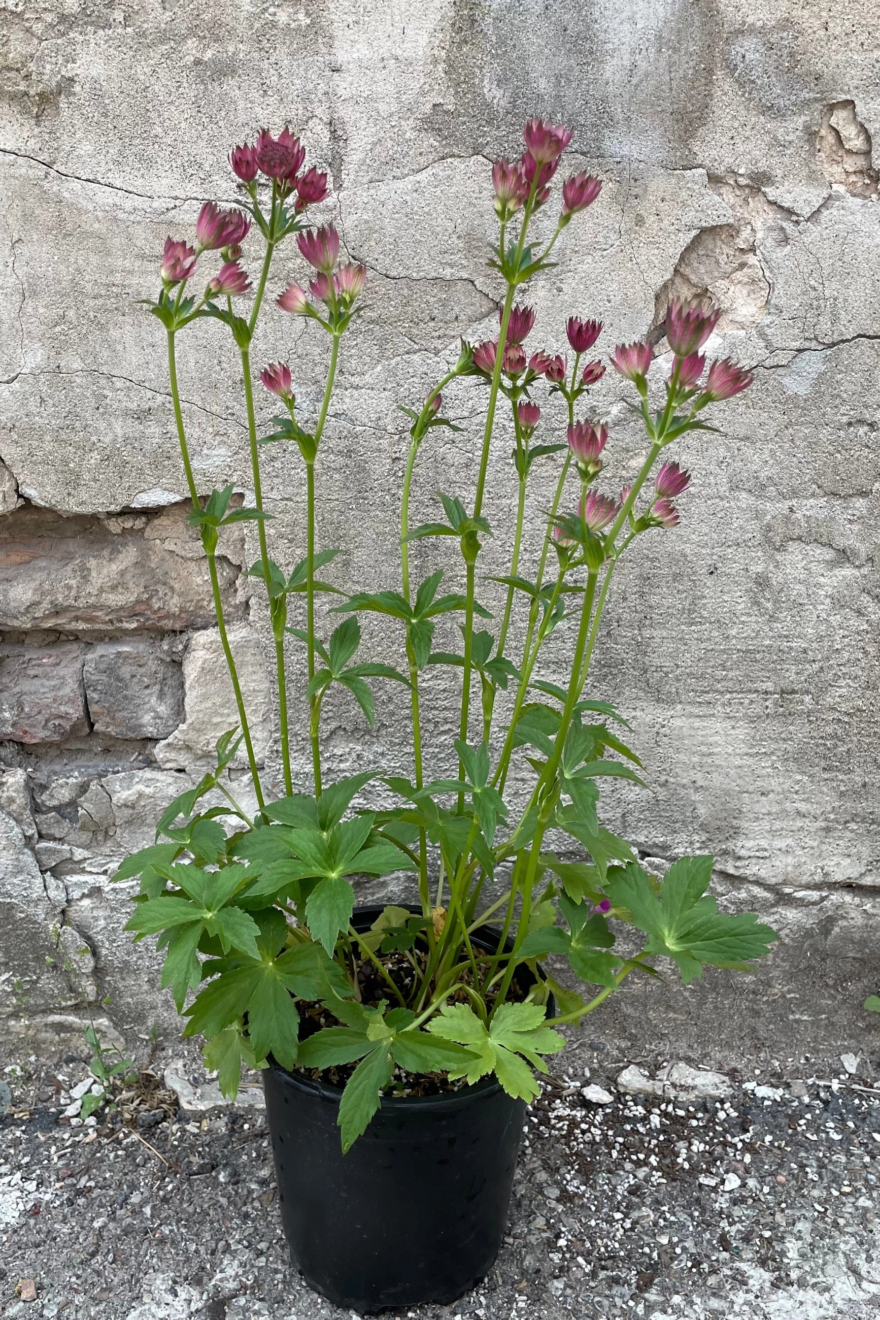 Astrantia m. 'Roma' #1