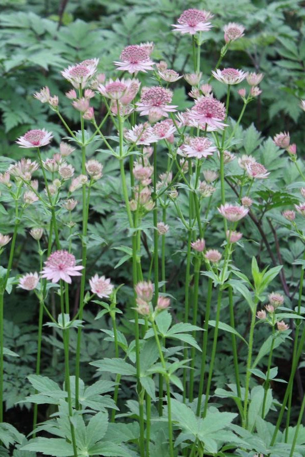 Astrantia m. 'Roma' #1