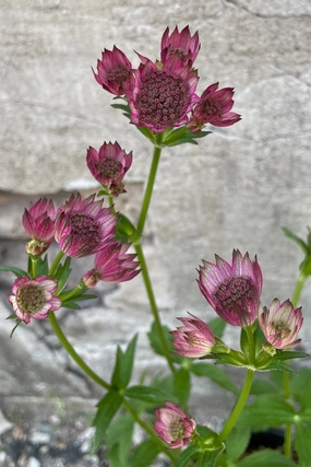 Astrantia m. 'Roma' #1 decorative flowerpot  