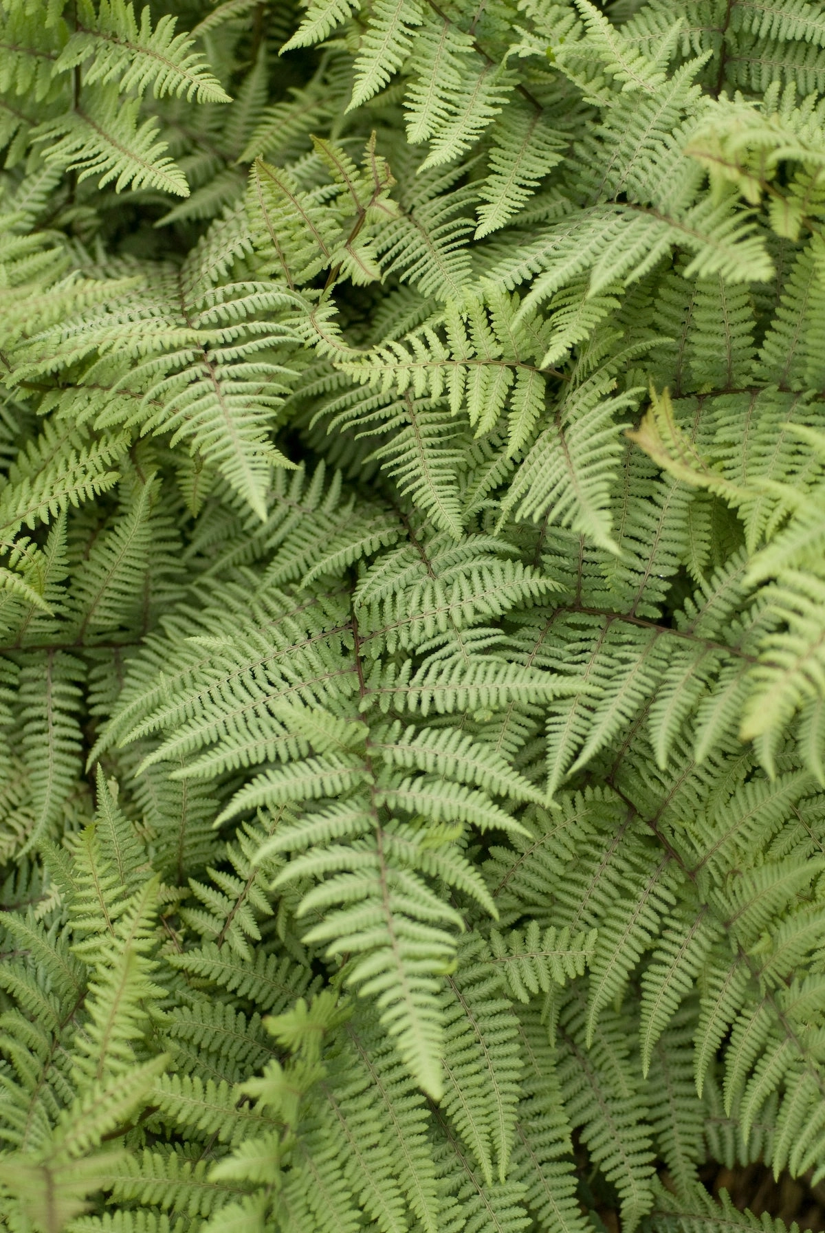 Athyrium 'Ghost' #1 decorative flowerpot  