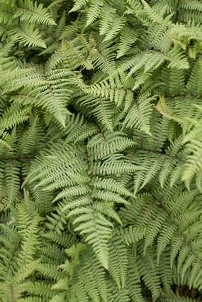 Athyrium 'Ghost' #1 decorative flowerpot  