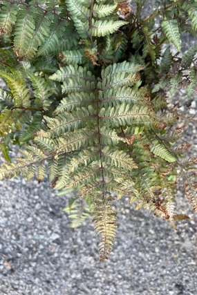 Athyrium n. 'Pictum' #1 decorative flowerpot  