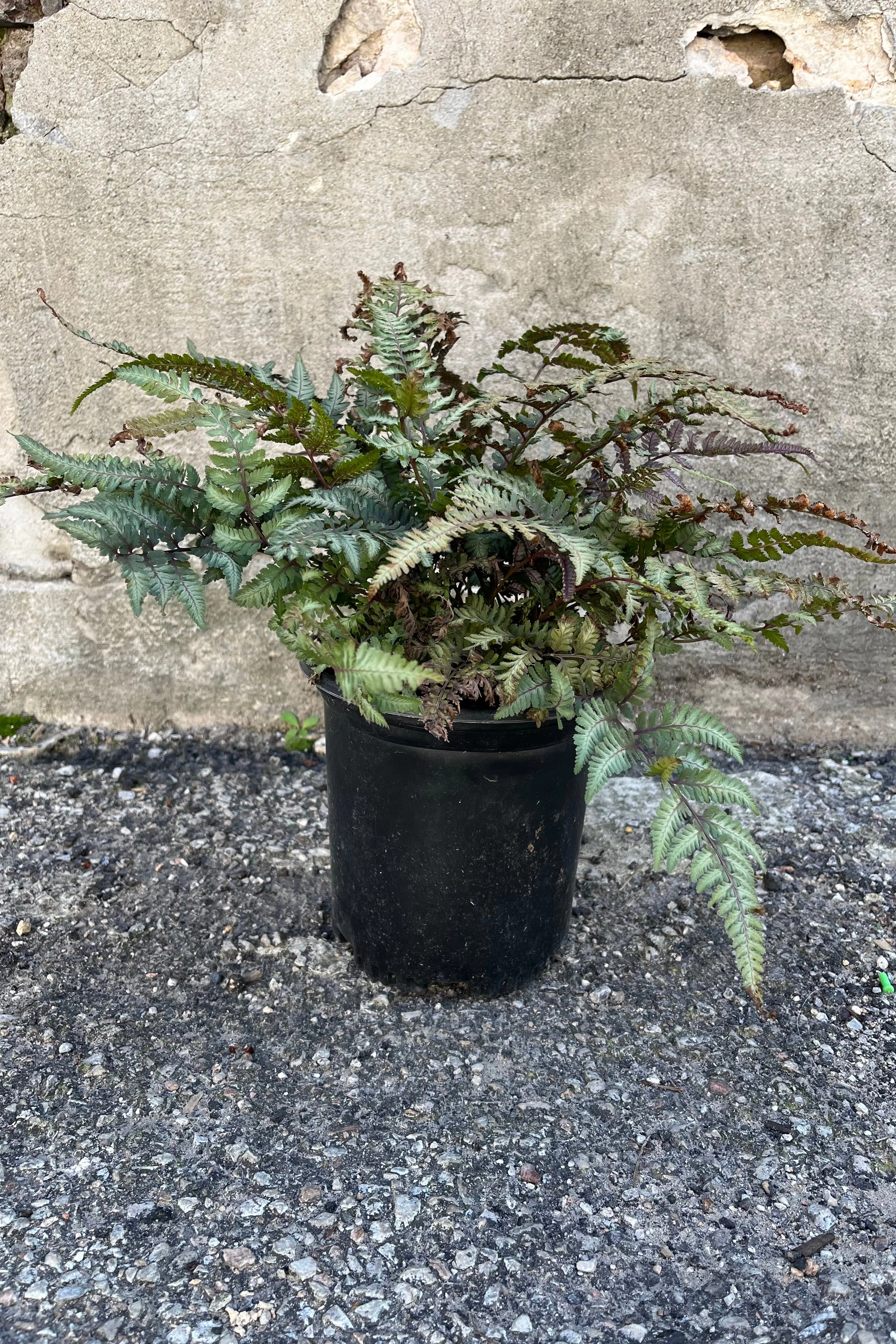 Athyrium n. 'Pictum' #1