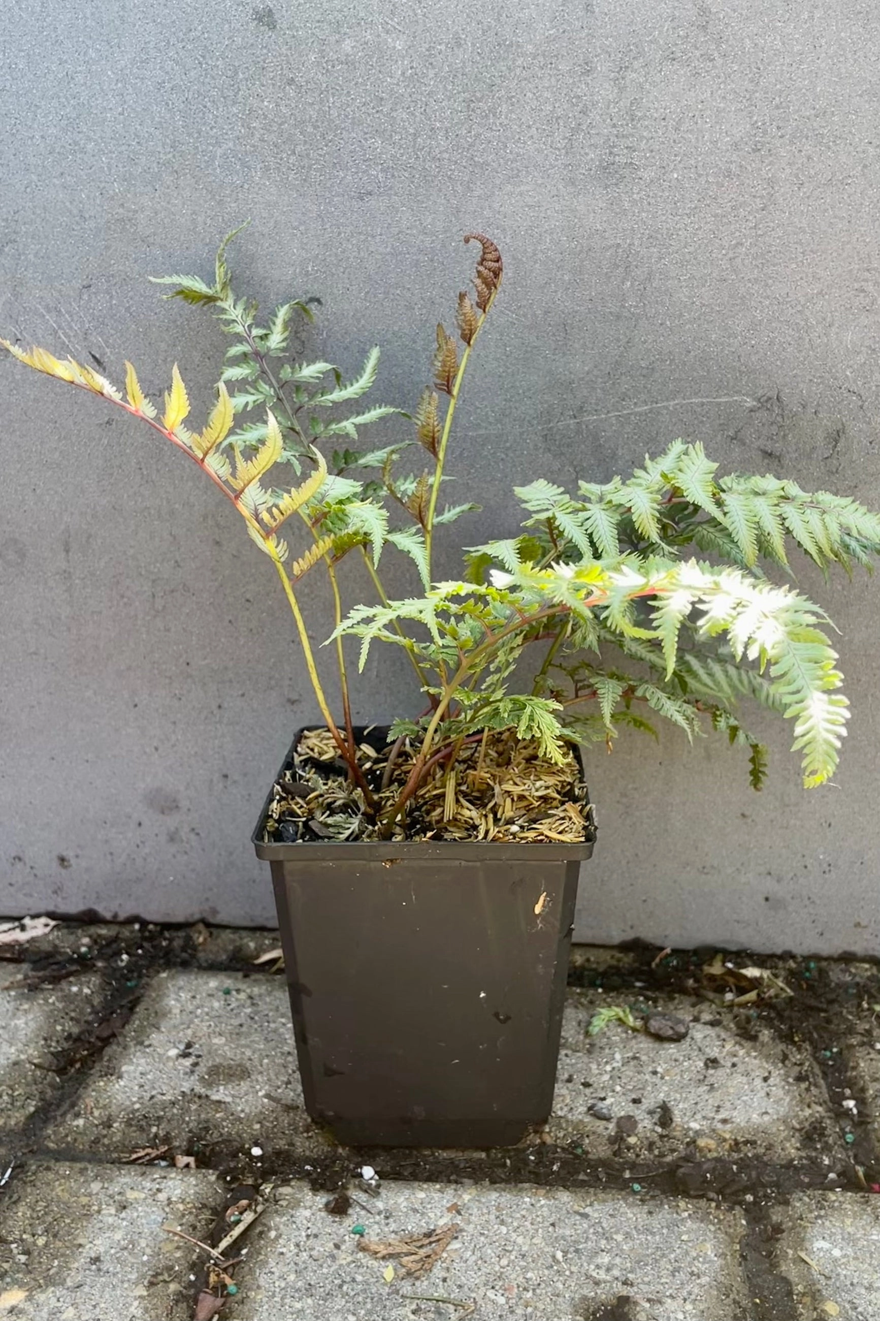 Athyrium n. 'Pictum' 4.5"