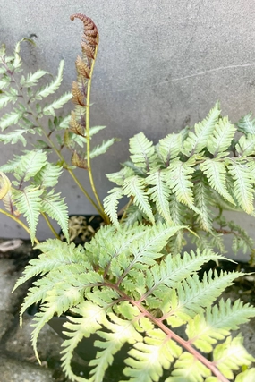 Athyrium n. 'Pictum' 4.5" decorative flowerpot  
