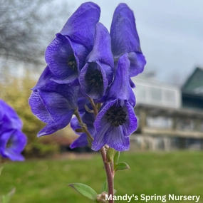 Autumn Monkshood | Aconitum single layer plant shelf  