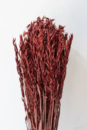 Avena Sativa Burgundy Color Preserved Bunch indoor houseplants  