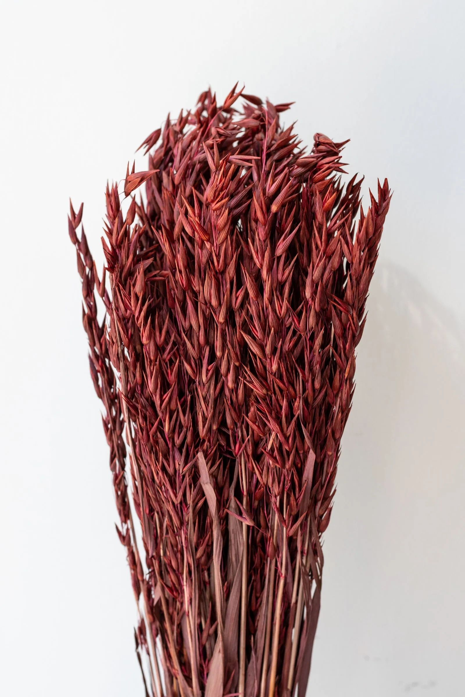Avena Sativa Burgundy Color Preserved Bunch indoor houseplants  