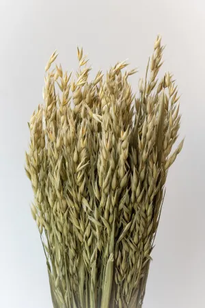 Avena Sativa Natural Preserved Bunch indoor houseplants  