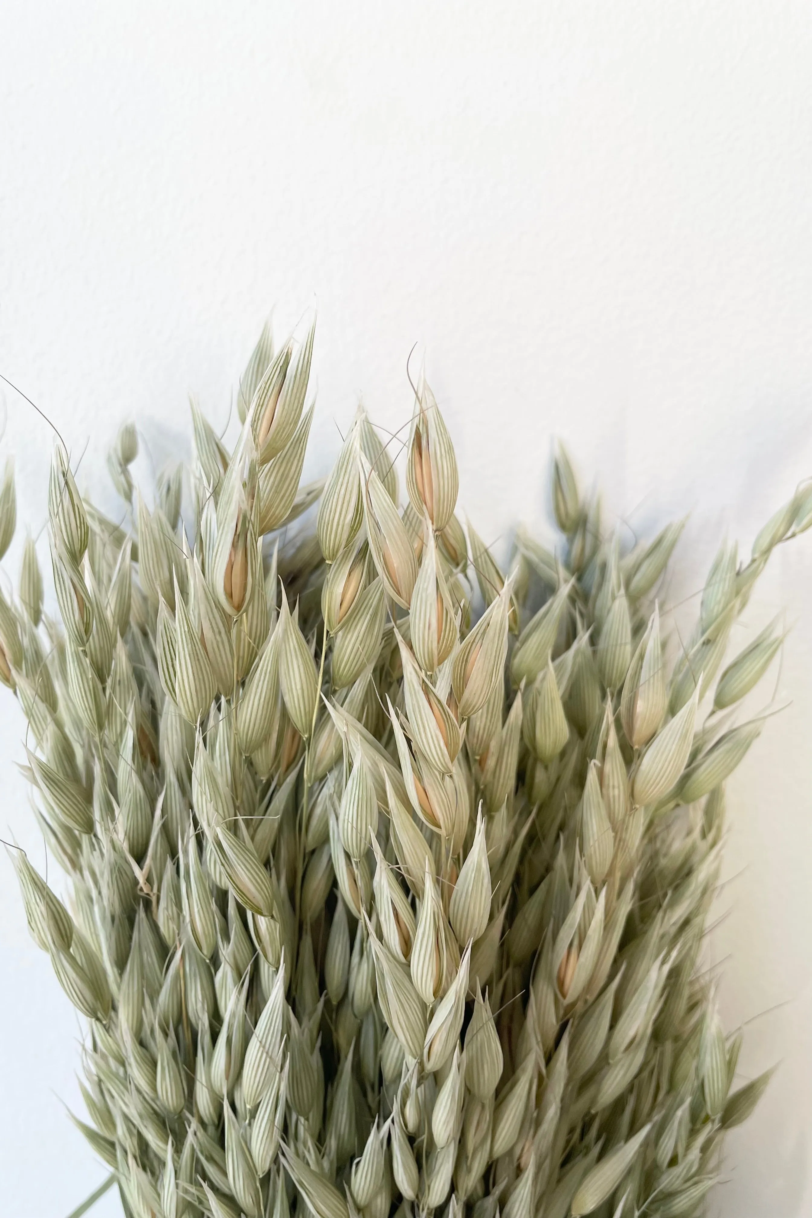 Avena Sativa Natural Preserved Bunch