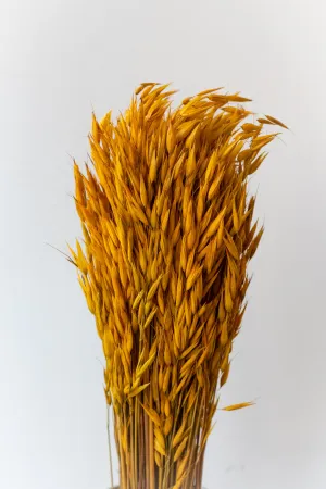 Avena Sativa Ochre Color Preserved Bunch indoor houseplants  