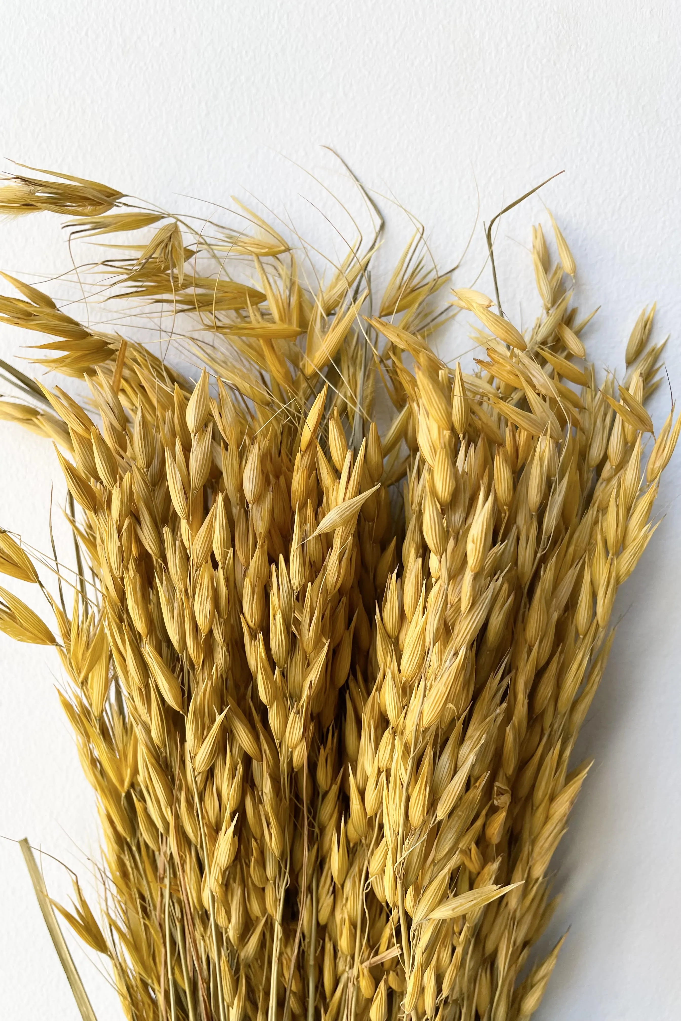 Avena Sativa Ochre Color Preserved Bunch