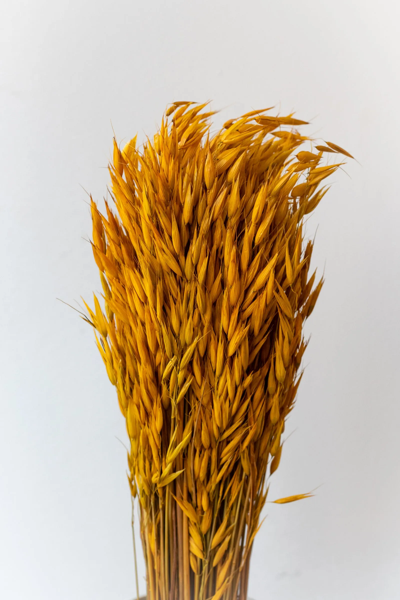 Avena Sativa Ochre Color Preserved Bunch indoor houseplants  