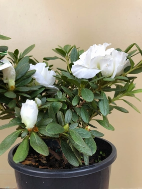 Azalea 'Aline' small flower pot  