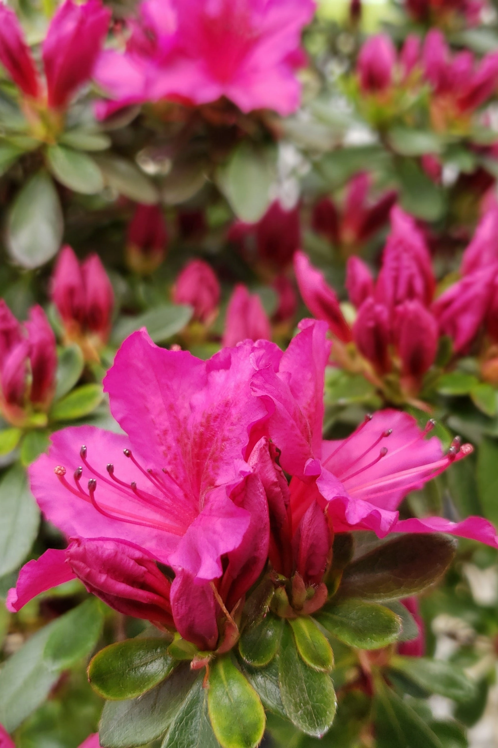 Azalea x 'Girard's Fuchsia' #6