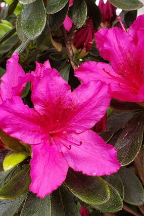 Azalea x 'Girard's Fuchsia' #6 decorative flowerpot  