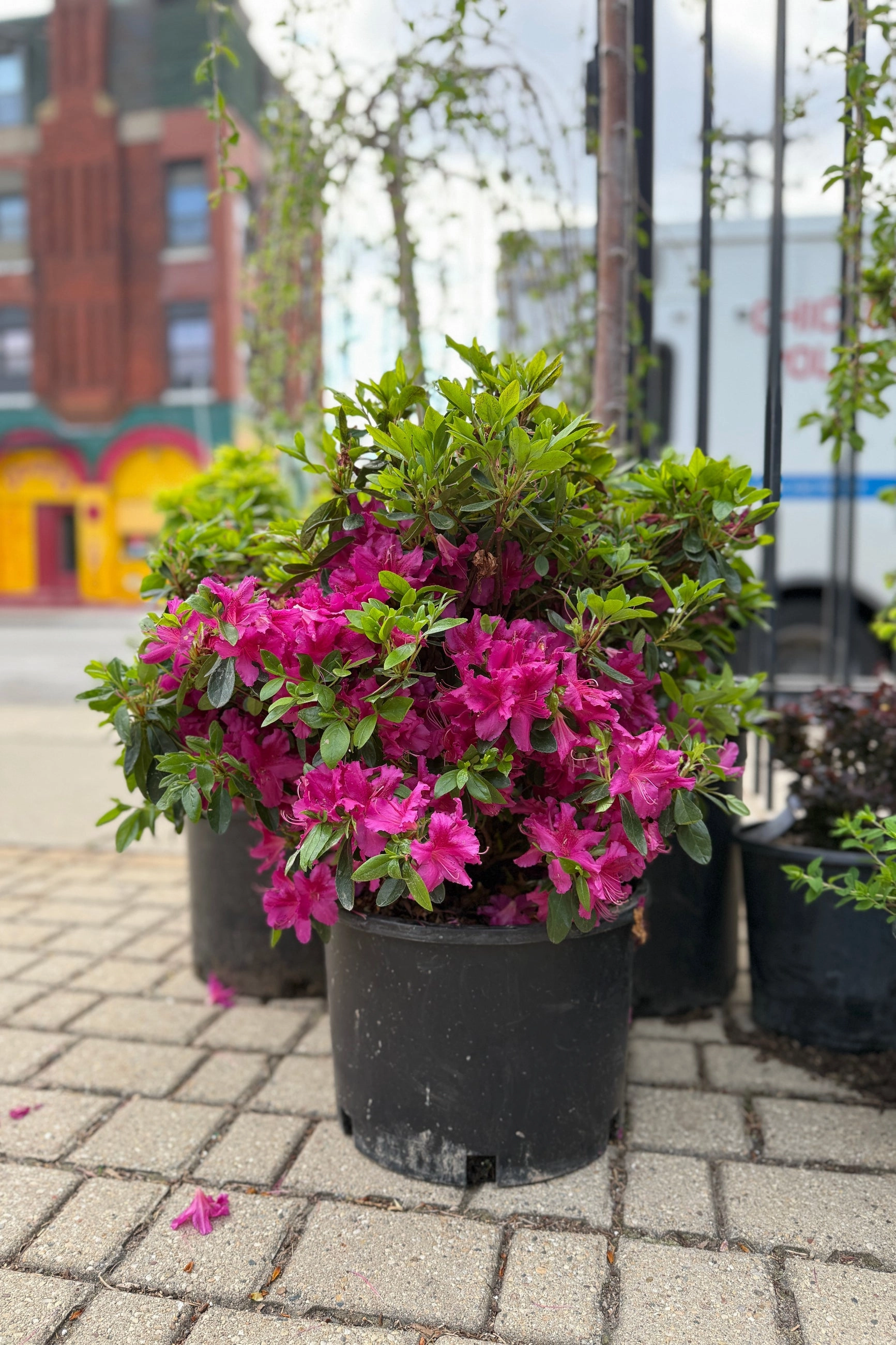 Azalea x 'Girard's Fuchsia' #6