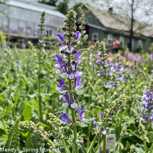 Azure Snow Garden Sage | Perennial Salvia