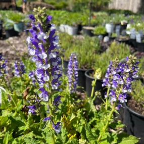 Azure Snow Garden Sage | Perennial Salvia traditional flower vase  