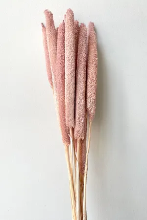Babala Muted Pink Pastel Preserved Bunch indoor houseplants  