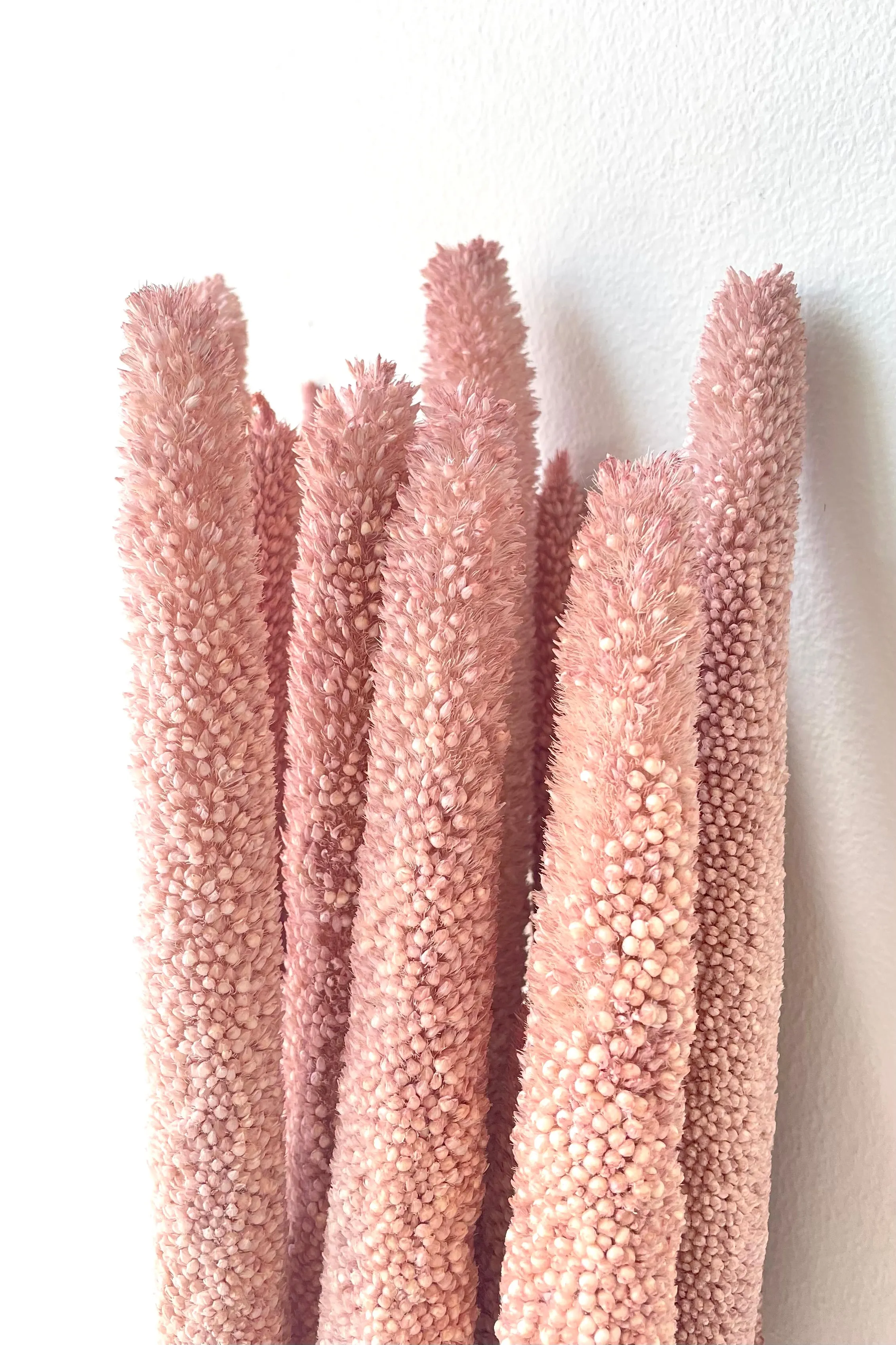 Babala Muted Pink Pastel Preserved Bunch
