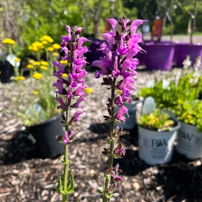 Back to the Fuchsia Garden Sage | Perennial Salvia traditional flower vase  